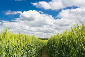 Green wheat field with blue sky and clouds in background
