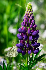 Butterfly on Purple Lupine