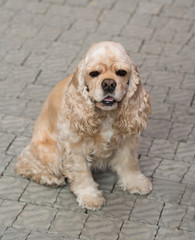 American Cocker Spaniel