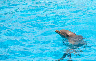 Naklejka premium Cute dolphin