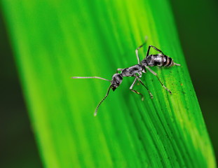 Ant climbing on a green leaf