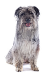 Pyrenean sheepdog