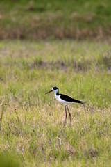 Small cute black necked stilt.