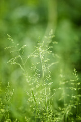 meadow wild flower blooming