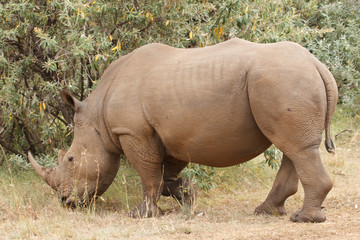 white rhino