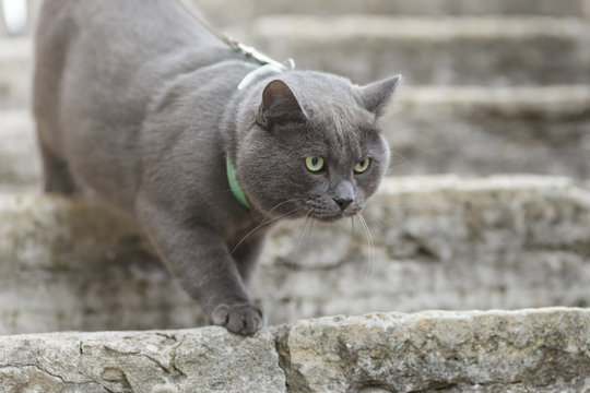 Young British Cat On Stairs