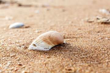 Fototapeta na wymiar Sea shell on the sand