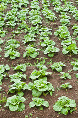 Green cabbage bed.