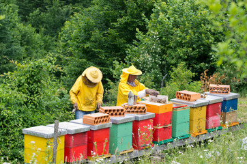 apiarist working with beehives