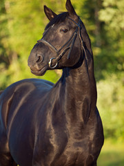 black breed  stallion
