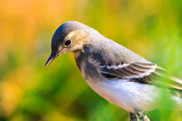 bird