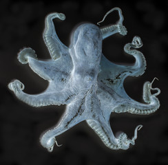 octopus x-ray style © Tobias Arhelger