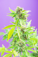 cannabis with violet background