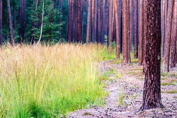 forest