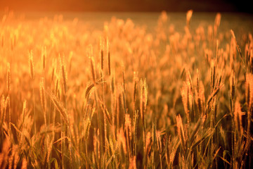 Fototapeta premium wheat