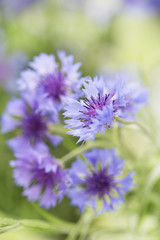 Beautiful bouquet of cornflowers on green background