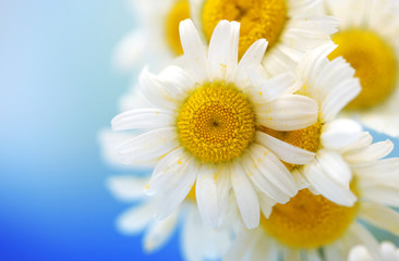 Beautiful wild camomiles, on blue background