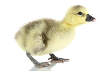 Little duckling isolated on white