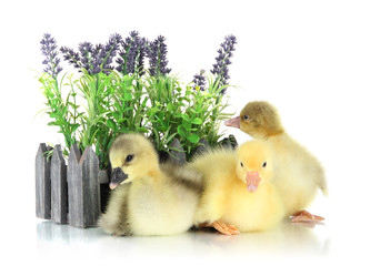 Little ducklings with flower isolated on white