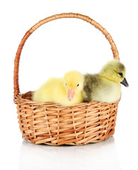 Little ducklings in wicker basket isolated on white