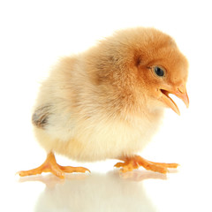 Little chicken isolated on white