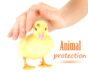 Hand with cute duckling, isolated on white