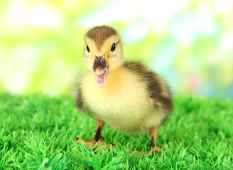 Cute duckling on green grass, on bright background