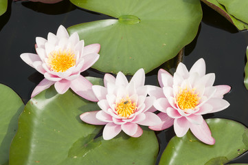Water lily flowers