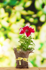 Petunia in pot on wooden table on nature background