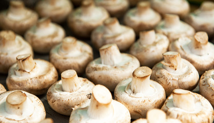 Fresh mushrooms on a wooden board