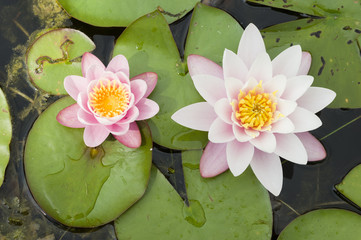 Water lily flowers