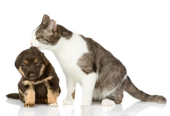 cat kisses a puppy. Isolated on a white background