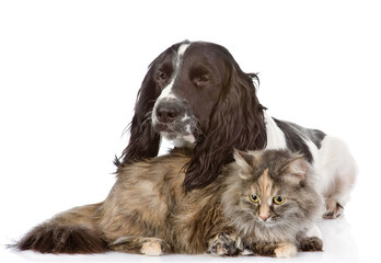 English Cocker Spaniel dog and cat. looking away. isolated 