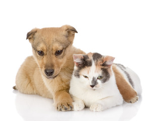 the dog and cat have a rest together. isolated on white 