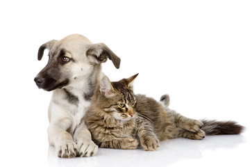 the cat and dog lie together. Isolated on a white background