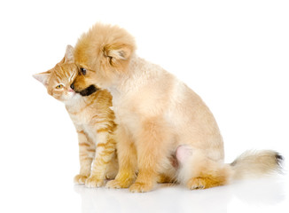 the puppy licks a cat. isolated on white background