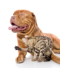 Dogue de Bordeaux (French mastiff) and Bengal cat 