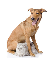 dog protects a cat.  looking away. isolated on white background