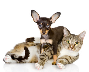 the puppy lies on a striped cat.looking at camera. isolated 