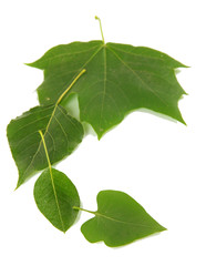 Green leaves isolated on white