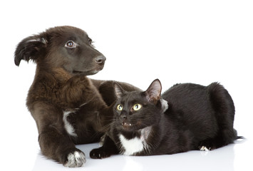 cat and dog lie together. Isolated on a white background