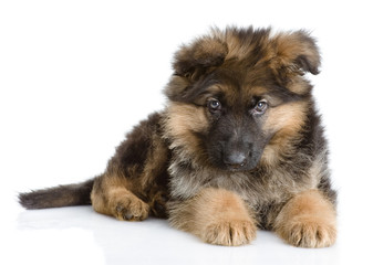 shepherd puppy lying. isolated on white background