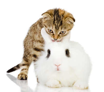 kitten and rabbit. isolated on white background 