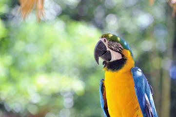 ルリコンゴウインコ