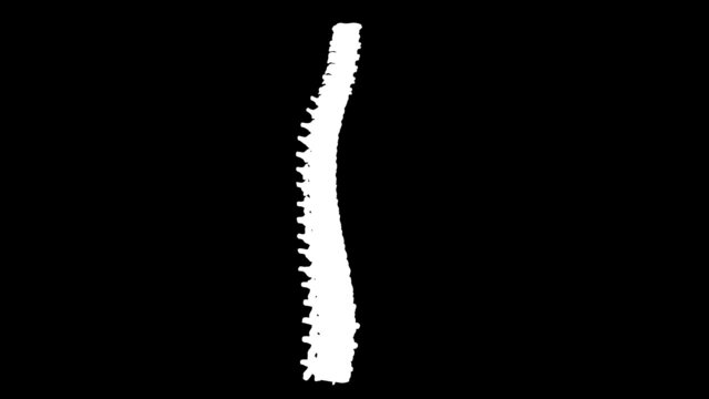 Human spine in loop rotation with luma key included