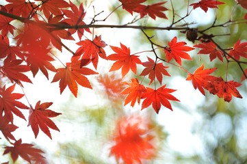 紅葉