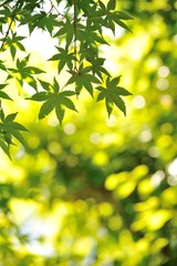 Obraz premium 緑のモミジ