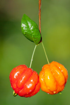 cerise de Cayenne