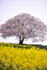 馬場の一本桜