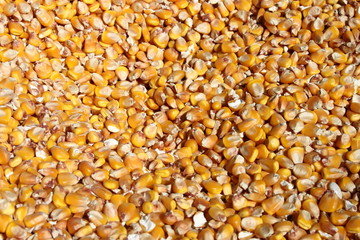Corn grains